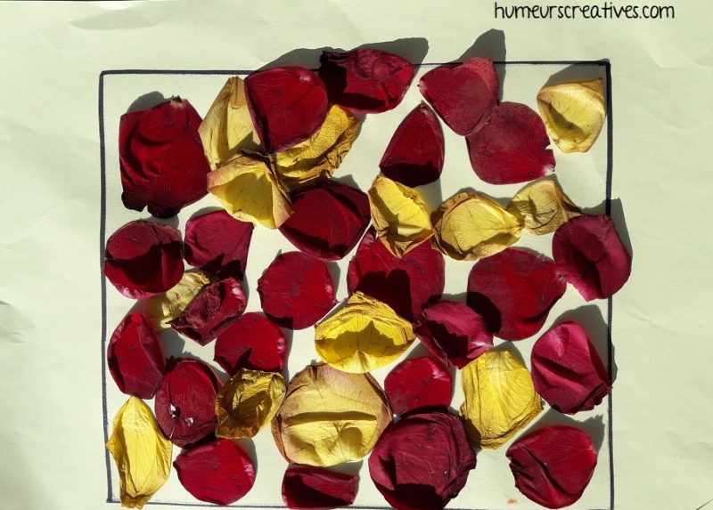 collage de pétales de roses sur une feuille
