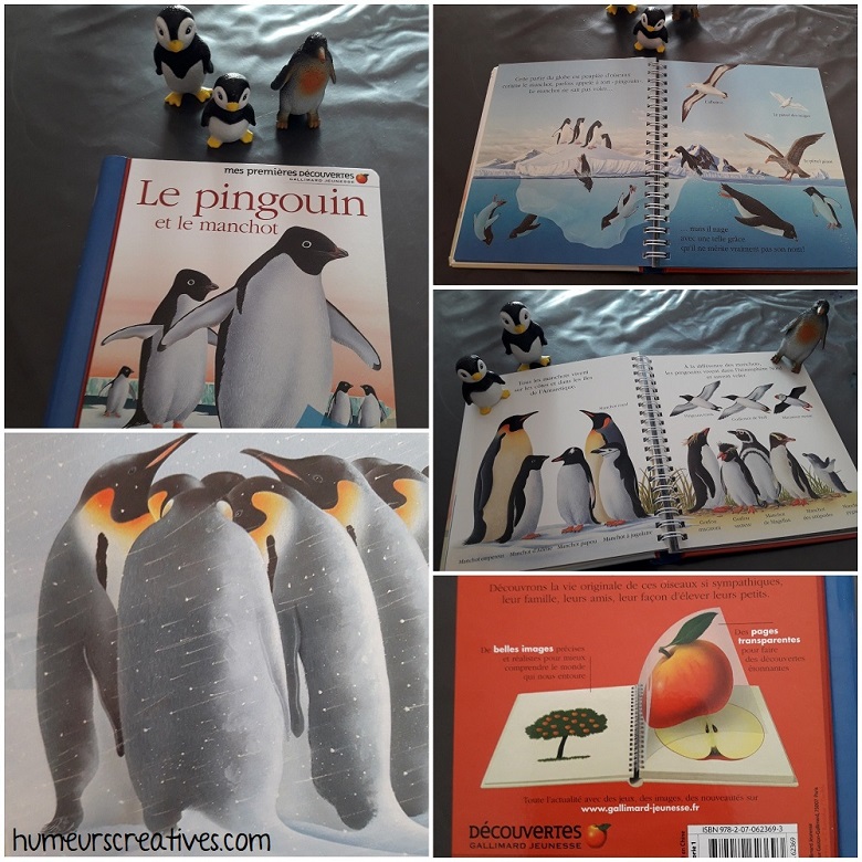 livre sur les pingouins et les manchots, mes premières découvertes des éditions gallimard